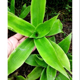 Cây Lược Vàng giống cây khoẻ sinh trưởng tốt