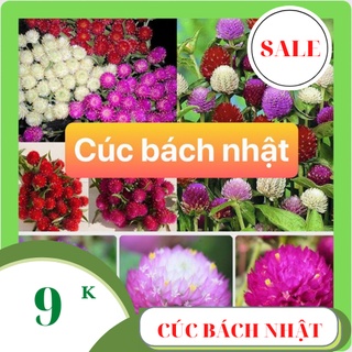 Hạt giống hoa cúc bác nhật mix màu 100 hạt