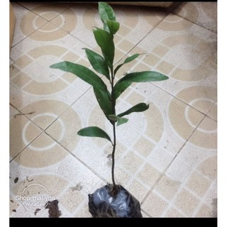 Mai Vàng Đại Lộc