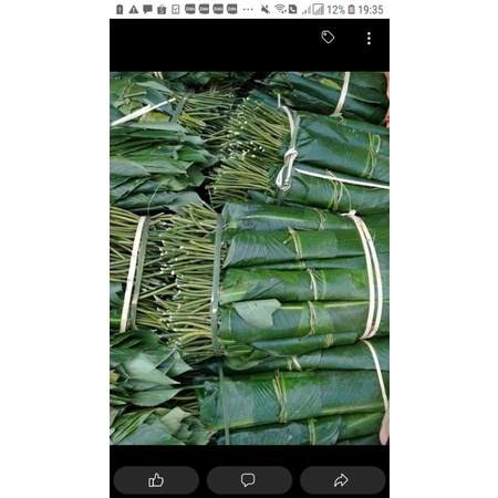 Lá dong tươi gói bánh
