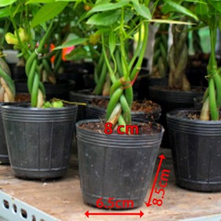 100 Chậu nhựa ươm cây miệng.đáy.cao 8x6.5x8.5cm nhựa pe dẻo bền -77200