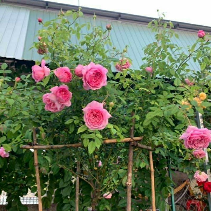 Hoa hồng Wisley 2004 –hoa màu hồng đậm,hương thơm ngọt ngào,sai hoa-Vườn Hoa Melinhrose