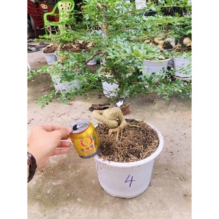 cần thăng bonsai