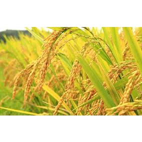 Gạo Tám Xoan Hải Hậu 5kg - Thái Dương