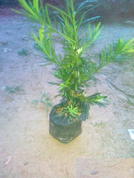 COMBO 3 cây giống TÙNG LA HÁN - CÂY BONSAI - SIÊU ĐẸP GIÁ SIÊU RẺ