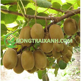 60H - HẠT GIỐNG CÂY KIWI