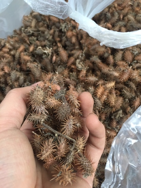 Combo 500gram kỷ tử, 500gram ké ngựa, 200gram cam thảo