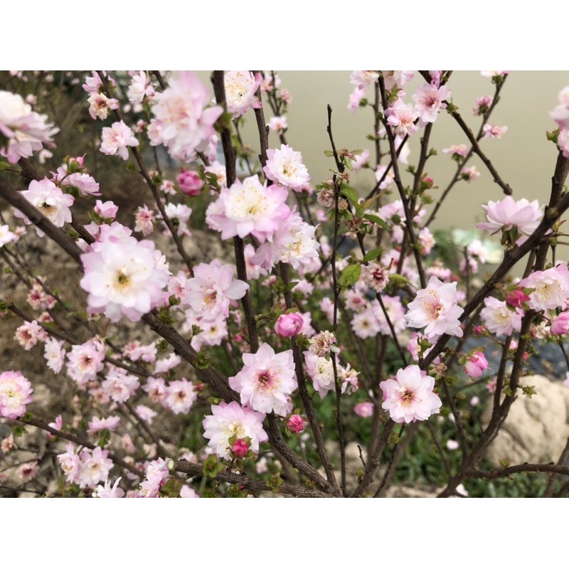 Mai trắng, Nhất chi mai