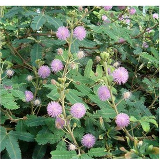 Cây xấu hổ, cây hổ thẹn- Dùng trong trường hợp: đau nhức xương khớp, tân tay tê bại, đau lưng, mất ngủ -túi 500gr