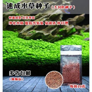 Hạt giống thủy sinh ( trân châu lá nhỏ, trân châu lá lớn, ngưu mao chiên thấp, ngưu mao chiến cao, cỏ tình yêu)