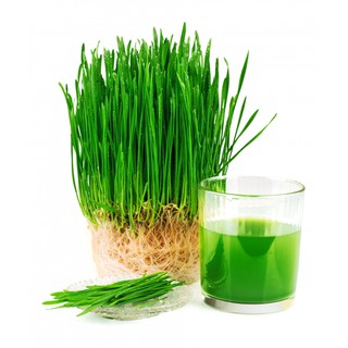 Hạt giống Cỏ Lúa Mì ép nước - Tiểu Mạch Thảo