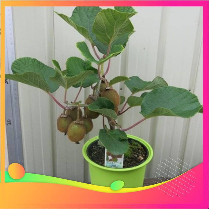 Hạt Giống Cây Kiwi - 30 Hạt  VIETGAR