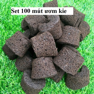Set 100 viên mút hữu cơ ươm kie Hà Lan