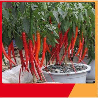 Hạt Giống Ớt Hàn Quốc