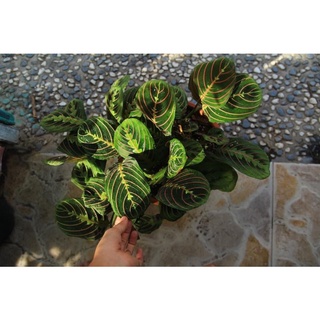 <GIÁ RẺ NHẤT>CHẬU ĐUÔI CÔNG MARANTA PRAYER