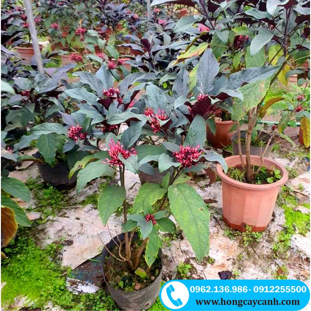 Cây Hoa Thiên Phúc II Cây Pháo Bông