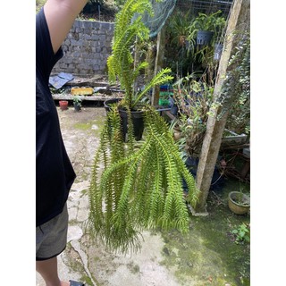 cây râu rồng (hàng chơi )