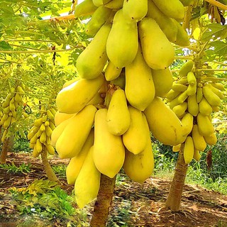 Hạt giống đu đủ ruột vàng cao sản 5 hạt