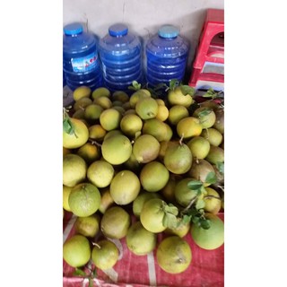 Combo 5 trái Bưởi da xanh chính gốc Bến Tre (600gr -1kg) - Giá 160k