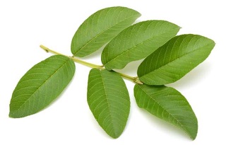 100g lá ổi tươi