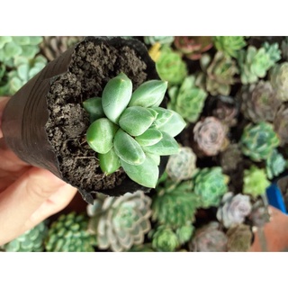 Sen đá kim cương trắng vằn phấn rõ, lá mập🐷