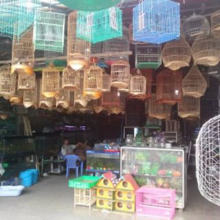 Cóng Ăn Sứ Chim Hàng Đẹp