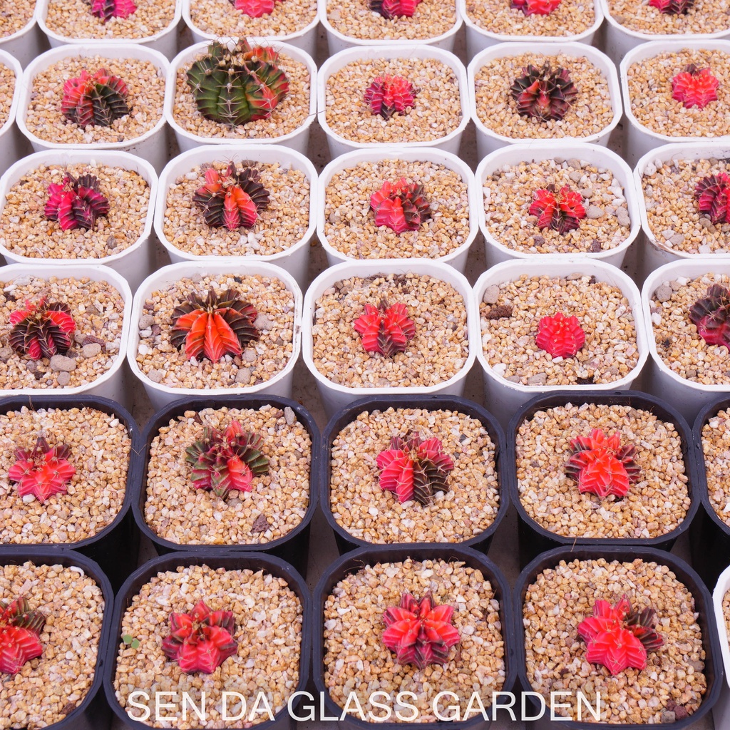 Xương rồng gym lem GLASS GARDEN 2-3cm màu ngẫu nhiên, dễ trồng, hàng hạt