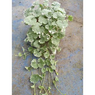 Cây rau má cẩm thạch