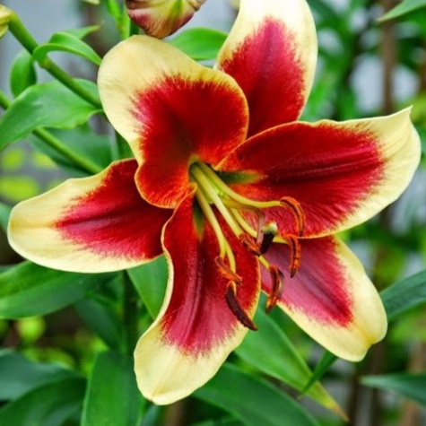 Củ ly cao Hà Lan thơm siêu hoa mix đủ màu