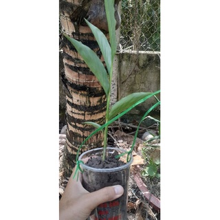 Cây Hoa Hạnh Phúc (Riềng Đỏ) (giao cây ảnh cuối)