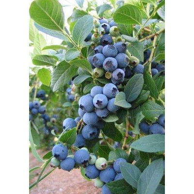 Cây Việt Quất tứ quý (Blueberry) trưởng thành, ra trái 4 mùa quanh năm - giống siêu trái - shop BÉ MẦM 06 HCM