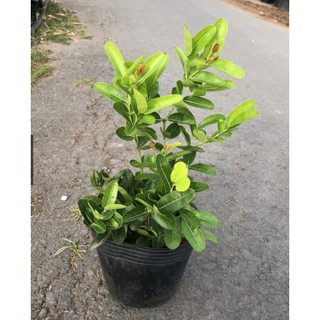 Cây Siro trưởng thành giống siêu trái - size 30-40cm