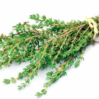 Hạt giống Cỏ Xạ Hương (Thyme)