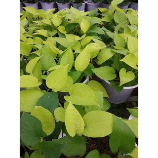 Trầu Bà Thái Vàng và  thái Xanh