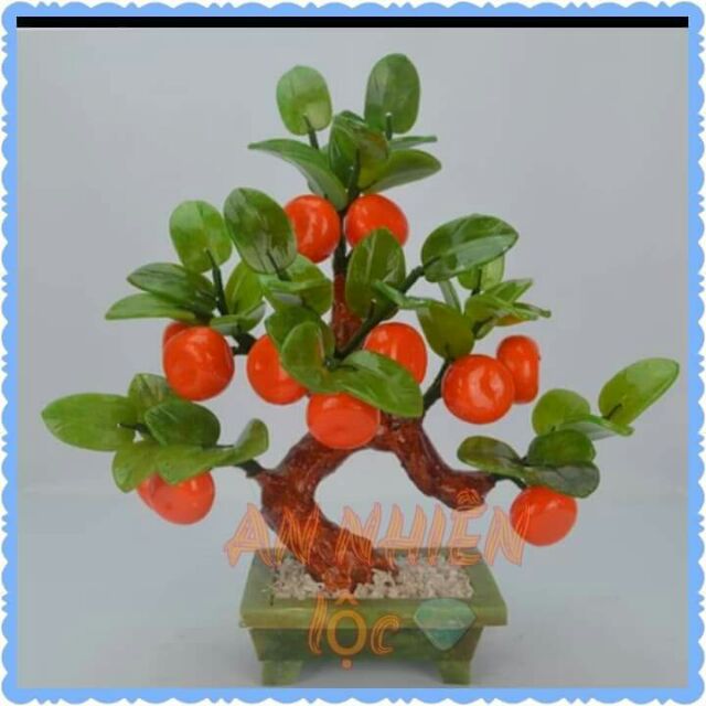 Cây quất đá phong thủy