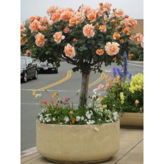 Hạt giống hoa hồng thân gỗ cam