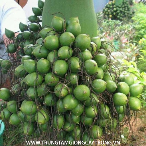 CAU GIỐNG TRÁI DÀI