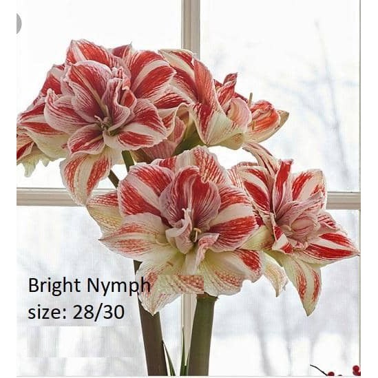 Củ hoa lan huệ ngoại Hà Lan Bright Nymph