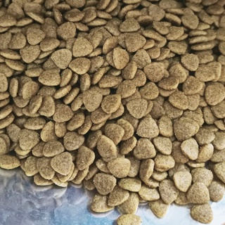 Catsrang cho mèo mọi lứa tuổi bao 5kg