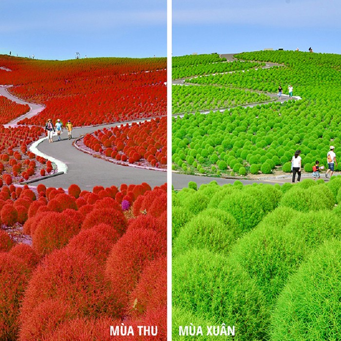 Hạt Giống Cỏ Đổi Màu F1 Loại Siêu Dễ Trồng Hoa Nở Đẹp Kháng Sâu Bệnh (100gram, 200gr, 500gram)