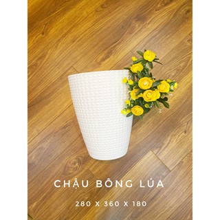 chậu nhựa bông lúa