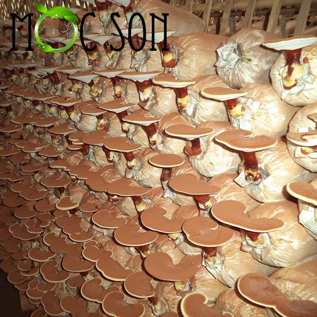 500G Nấm linh chi Đỏ còn nguyên bảo tử Mộc Sơn còn nguyên bào tử