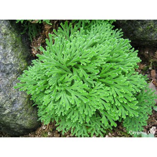 Cây trường sinh thảo - Hoàn sinh thảo - cây giống tạo dáng bonsai tiểu cảnh đẹp