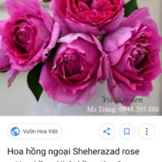 Triết nguyên bản 5 Cành