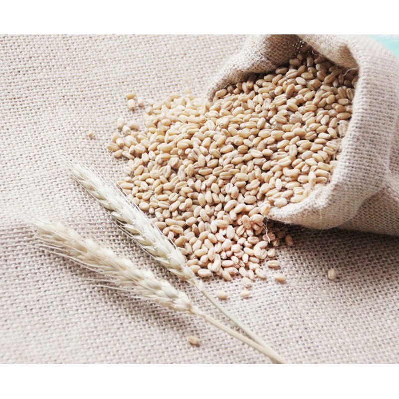 Cỏ mèo lúa mì cao cấp tốt cho đường tiêu hóa giảm búi lông