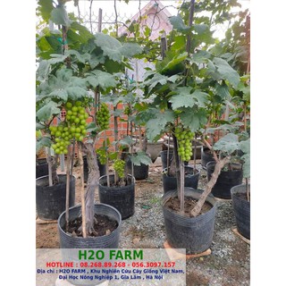 Cây nho ninh thuận lùn - nhanh 3-4 cho trái