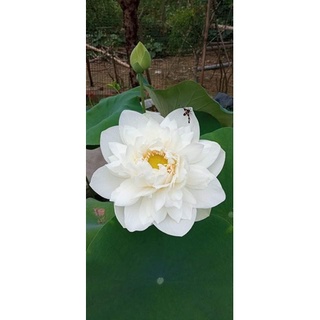 Ngó sen phật âm trắng