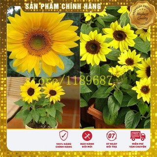 Hạt Giống Hoa Hướng Dương(30 hạt)