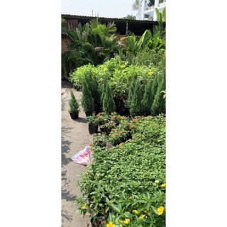 Cây sơn tùng size nhỏ 20-30