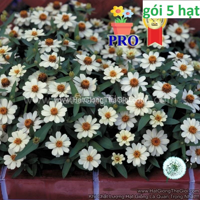 5h Hạt Giống Hoa Cúc Lá Nhám Lùn Sai Bông Profusion Trắng (TL| B47-KD:B36*V73)